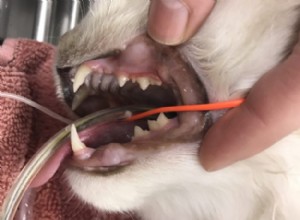 Kat gebitsreinigingsprocedure:Ragdoll Cat Trigg s Dental op 11-15-17