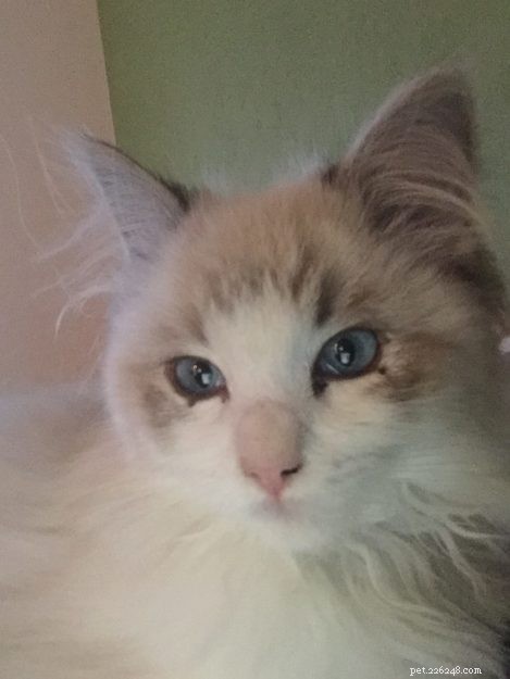 ミミ–今月のラグドール子猫 