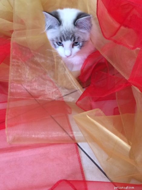 ミミ–今月のラグドール子猫 