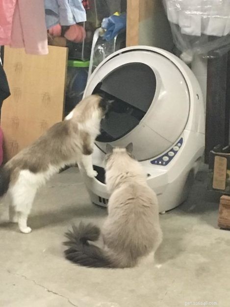 Robot de litière pour plusieurs chats :FAQ