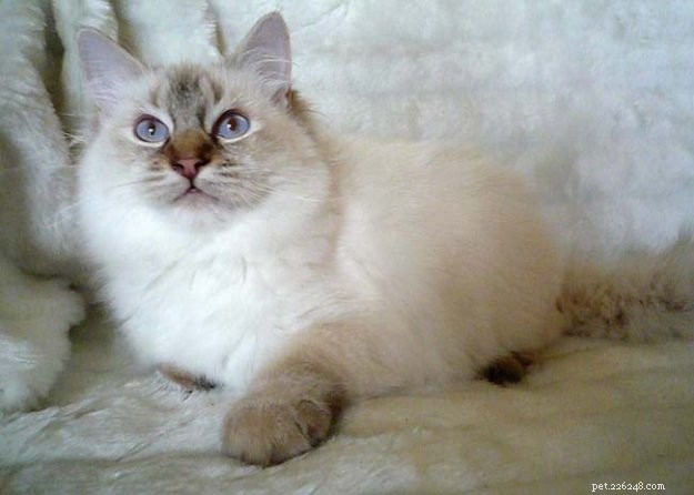 Craigslist Ragdoll Cat:Cuidado e ajude com um nome