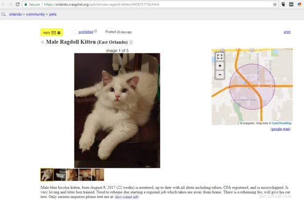 Craigslist Ragdoll Cat:attenzione e aiuta con un nome