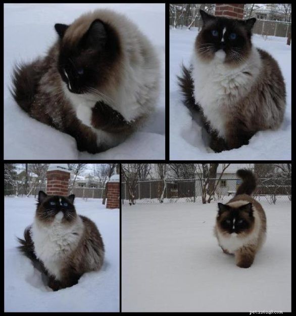 Ragdoll kočky ve sněhu