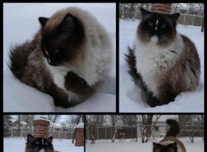 雪の中のラグドール猫 