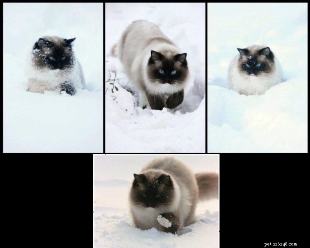 Ragdoll-katten in de sneeuw