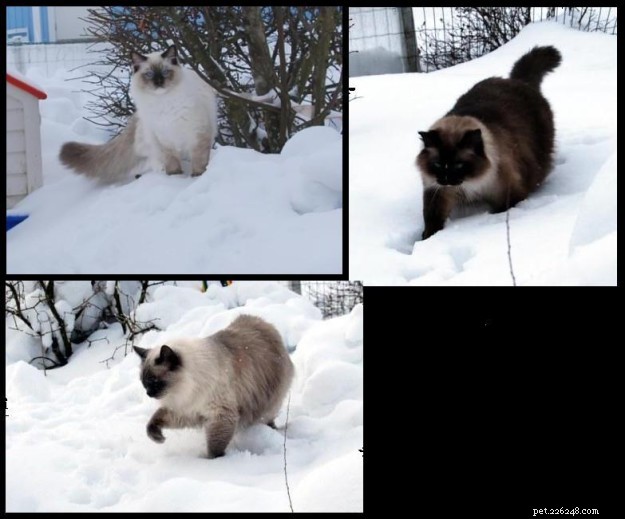 Кошки Рэгдолл на снегу