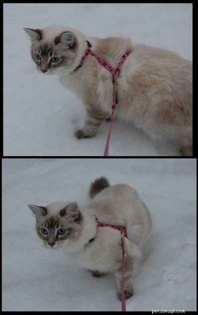 Ragdoll kočky ve sněhu