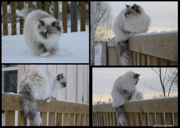 雪の中のラグドール猫 