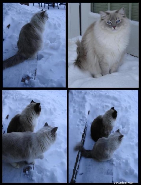 Ragdoll-katten in de sneeuw