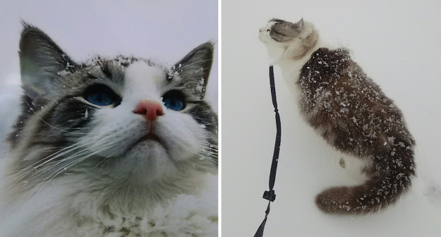 Chats Ragdoll dans la neige