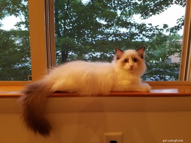 エリオット–今月のラグドール子猫