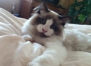 Dickens – Ragdoll van de week