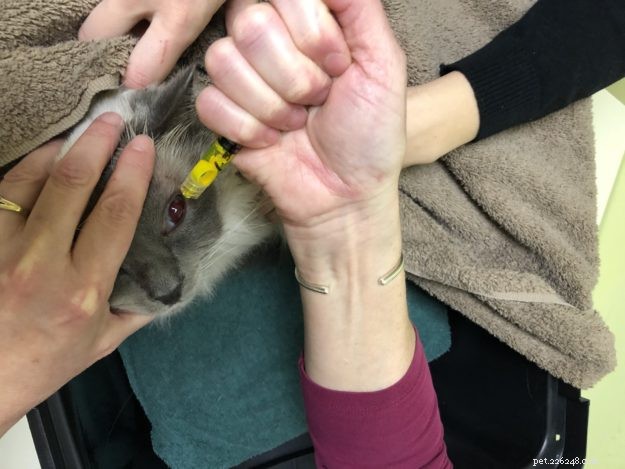 Ragdoll Cat Eye-problem med Ash