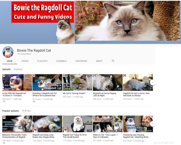 Recurso do canal do Ragdoll Cat no YouTube:Bowie, o Ragdoll Cat