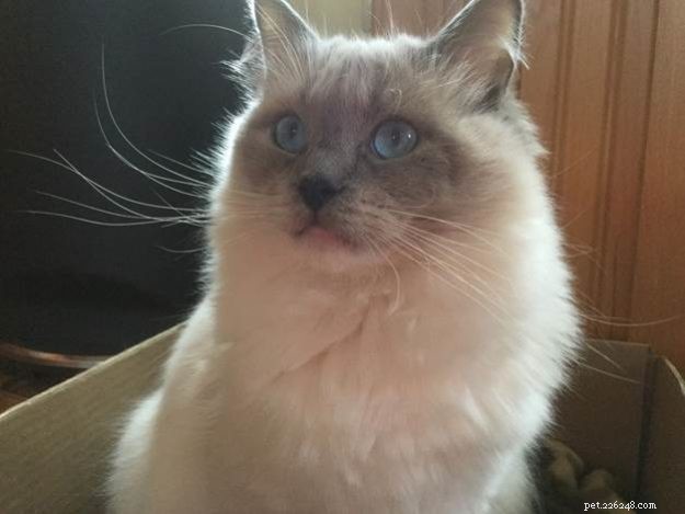 Allergieën bij Ragdolls:Ragdoll Cat Leo s Cat Allergieën