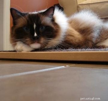 Ask US Anything:Ragdoll Cat Cloudy Eye-probleem, verlies, niezen en meer!