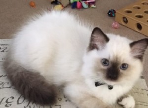 Оливер – Рэгдолл-котенок месяца