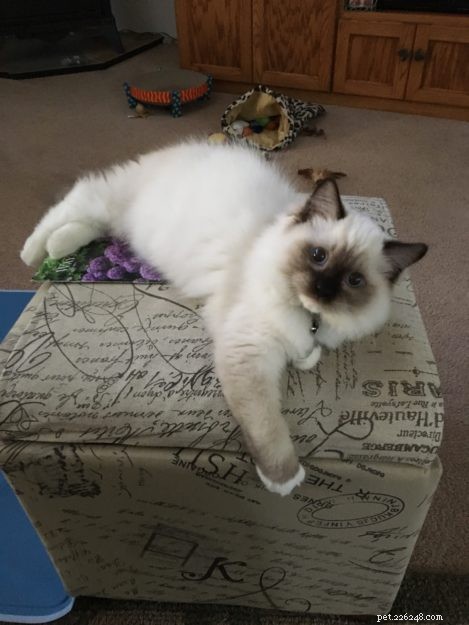 Oliver – Ragdoll Kitten of the Month
