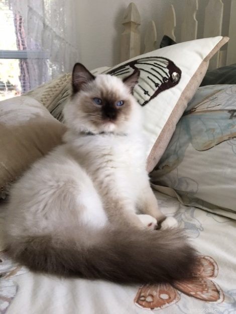 Oliver –今月のラグドール子猫