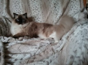 Melbourne – Ragdoll of the Week