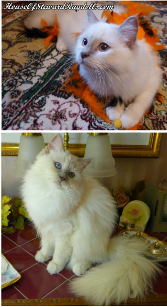 라일락 봉제인형 고양이