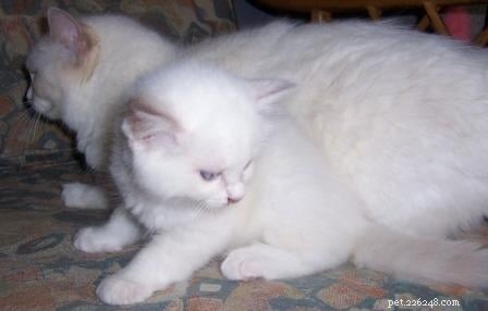ライラックラグドール猫 