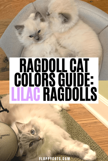 Le chat Ragdoll lilas