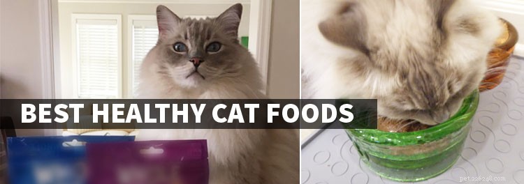 あなたの猫のための健康食品を選択する方法 