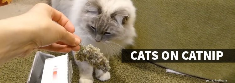 Pourquoi les chats aiment-ils l herbe à chat ? Chats Ragdoll et herbe à chat