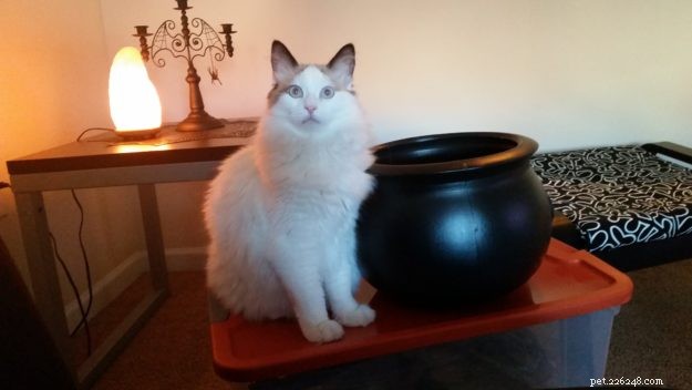 ミロ–今週のラグドール猫 
