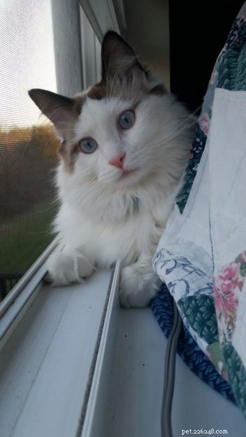 Milo – 금주의 랙돌 고양이