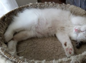ミロ–今週のラグドール猫 