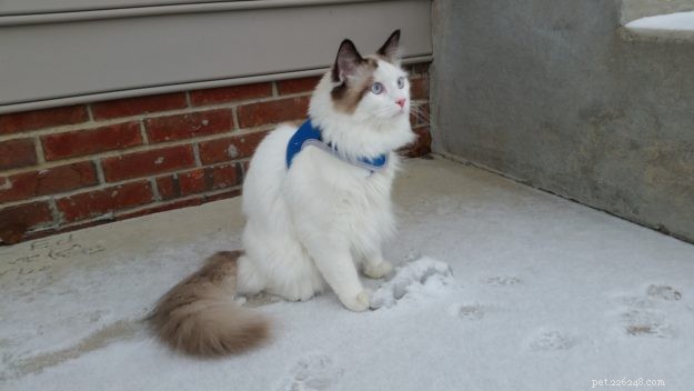 Milo – Ragdoll kočka týdne