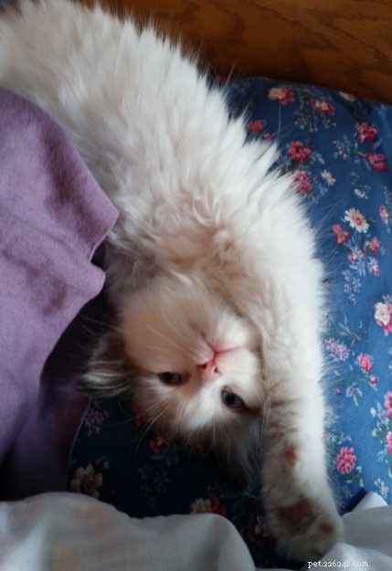 Milo – 금주의 랙돌 고양이
