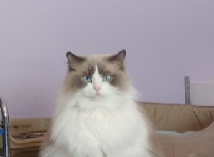 Cali – Ragdoll van de week