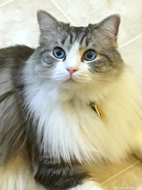Willow – Ragdoll of the Week
