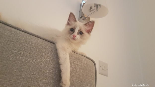 Луи – Рэгдолл котенок месяца