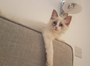 Louis – kotě měsíce Ragdoll