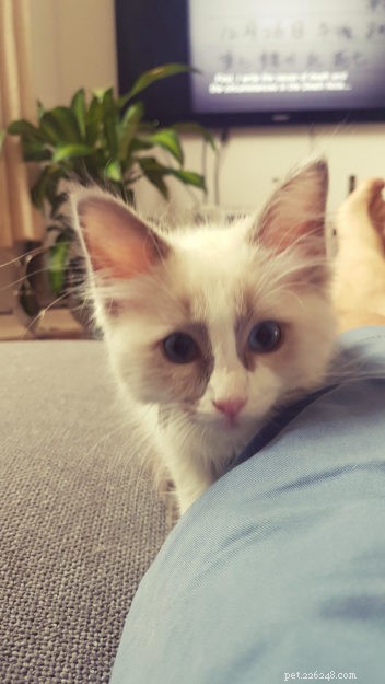 ルイ–今月のラグドール子猫 
