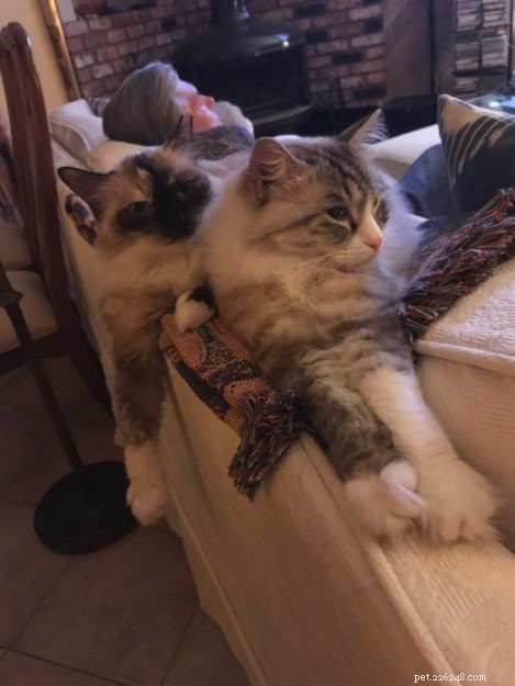 Gabby and Louise – Ragdolls of the Week
