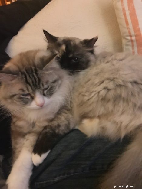 Gabby and Louise – Ragdolls of the Week