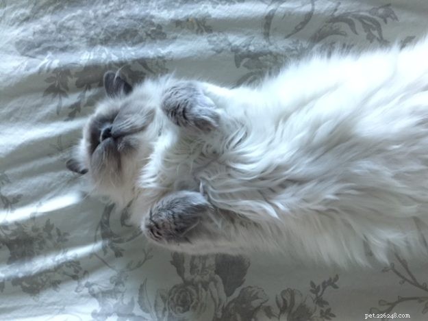 ケンジー–今月のラグドール子猫 