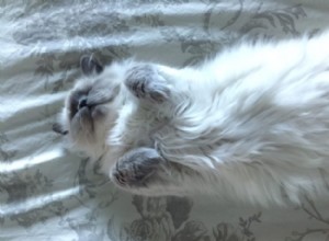 Kensie – 이 달의 랙돌 새끼 고양이