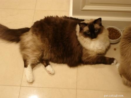 Jak ztloustnout kočku?
