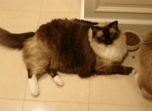 Jak ztloustnout kočku?