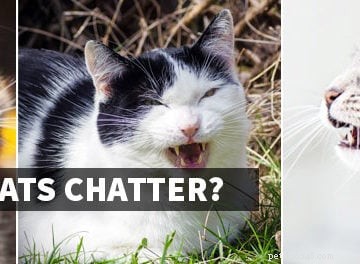 Pergunte-nos qualquer coisa:palitos de dente para gatos, manchas pretas na língua do gato, gatinho com HCM