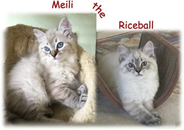 Meili – kotě ragdoll měsíce měsíce
