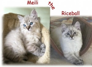 Meili – kotě ragdoll měsíce měsíce