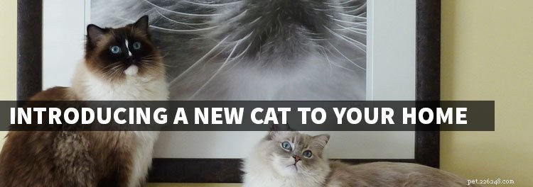 Een nieuwe kat in huis introduceren