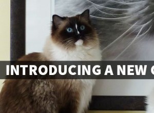 당신의 집에 새로운 고양이를 소개합니다